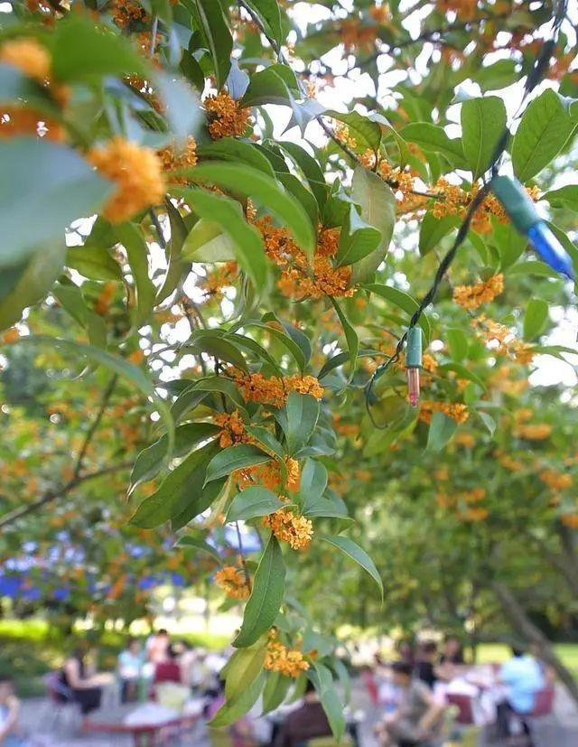 4种树“自带体香”，家有小院养一棵，很好闻