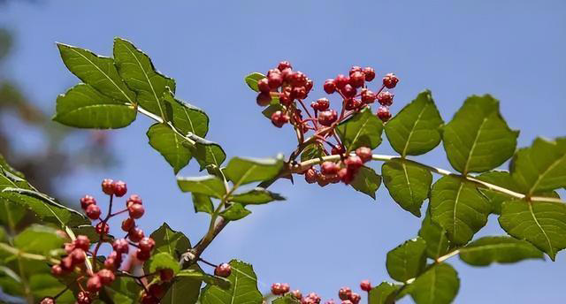 4种树“自带体香”，家有小院养一棵，很好闻