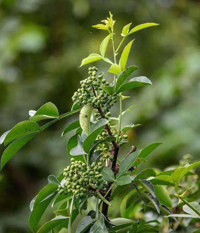 4种树“自带体香”，家有小院养一棵，很好闻