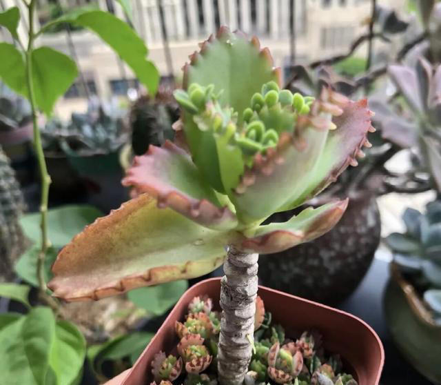 比绿萝好养的6种花，适合懒人和新手，现在养一盆正当时！