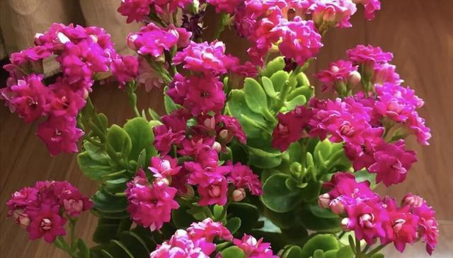 比绿萝好养的6种花，适合懒人和新手，现在养一盆正当时！