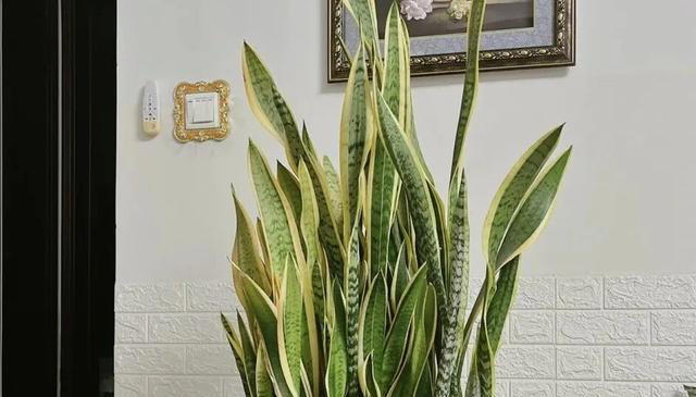 比绿萝好养的6种花，适合懒人和新手，现在养一盆正当时！