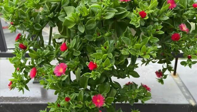 比绿萝好养的6种花，适合懒人和新手，现在养一盆正当时！