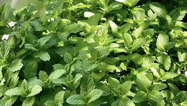 比绿萝好养的6种花，适合懒人和新手，现在养一盆正当时！