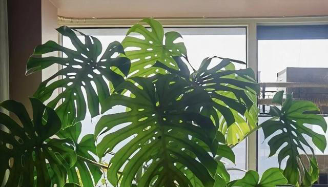 比绿萝好养的6种花，适合懒人和新手，现在养一盆正当时！