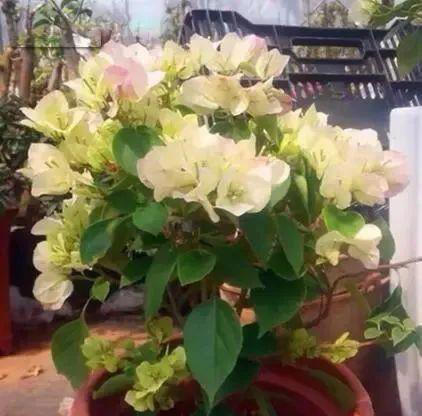 居家养花，就选这“2种”，漂亮又好养，一年能开200多天，太美了