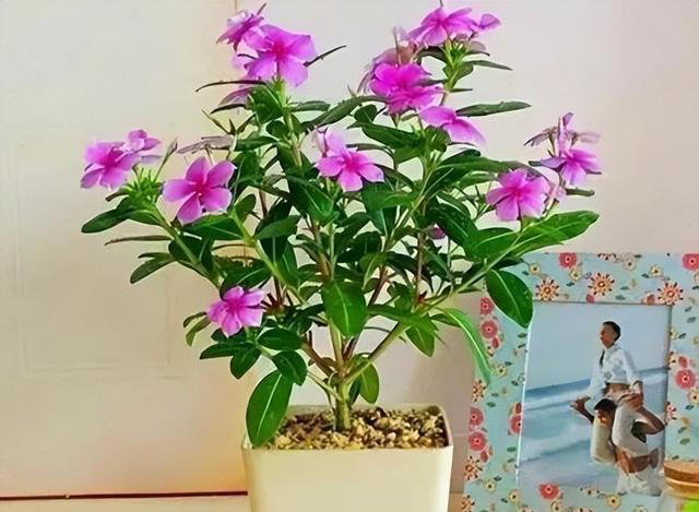 居家养花，就选这2种，漂亮又好养，一年能开200多天，太美了