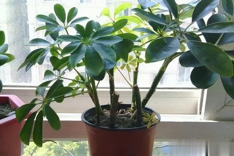 不花钱买花，讨邻居枝条插土生根，开出绝美花海！