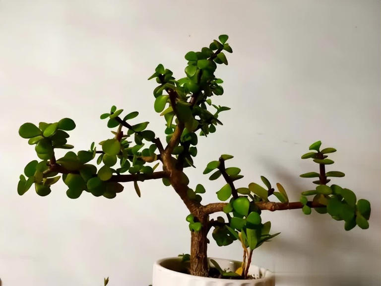 不花钱买花，讨邻居枝条插土生根，开出绝美花海！