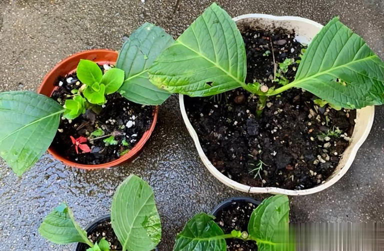 不花钱买花，讨邻居枝条插土生根，开出绝美花海！