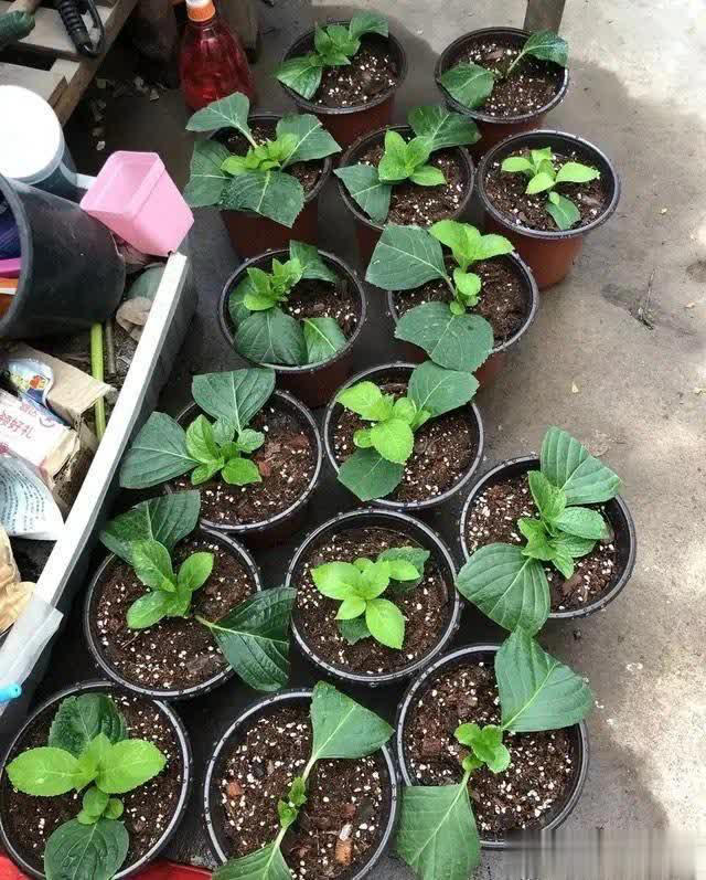 不花钱买花，讨邻居枝条插土生根，开出绝美花海！