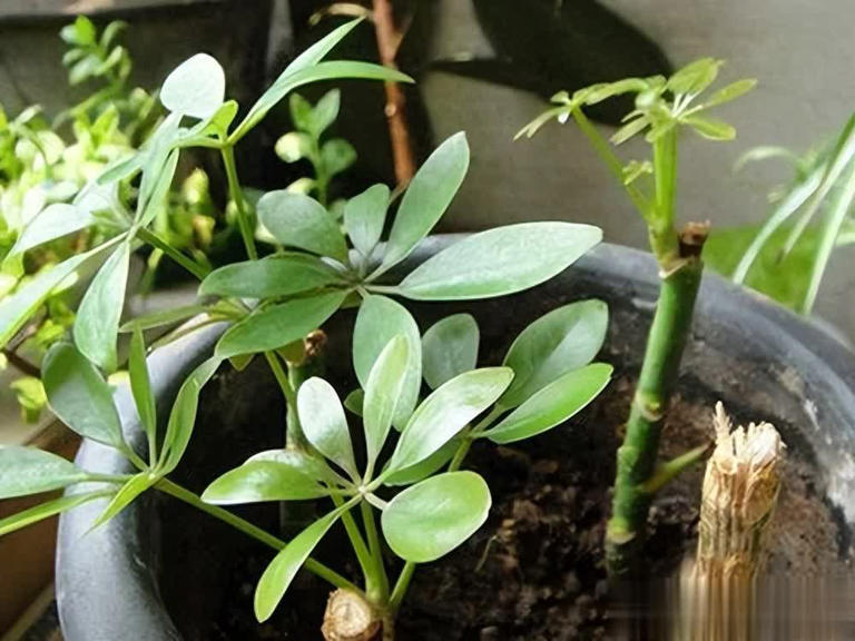 不花钱买花，讨邻居枝条插土生根，开出绝美花海！ 