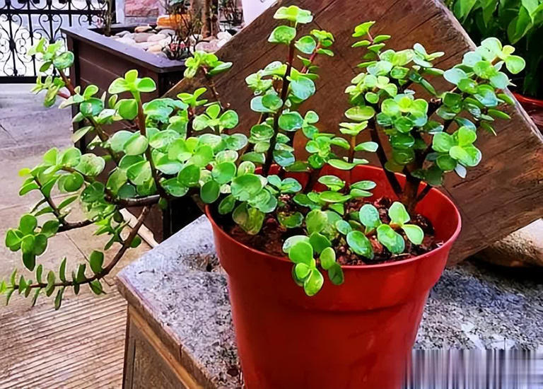 不花钱买花，讨邻居枝条插土生根，开出绝美花海！