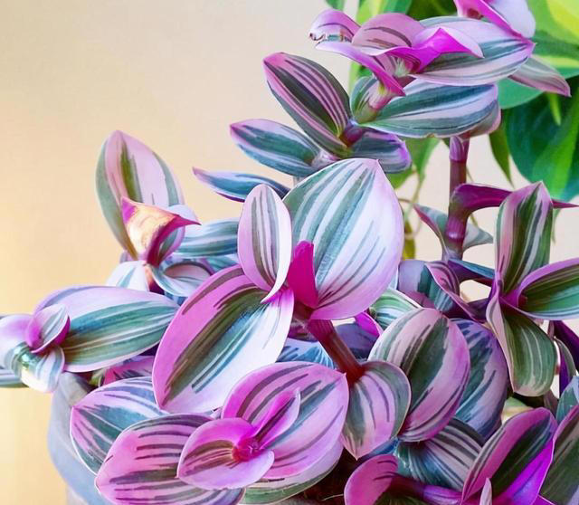 楼房养花，建议大家，选这2种，“花叶”俱美，“耐阴”好养