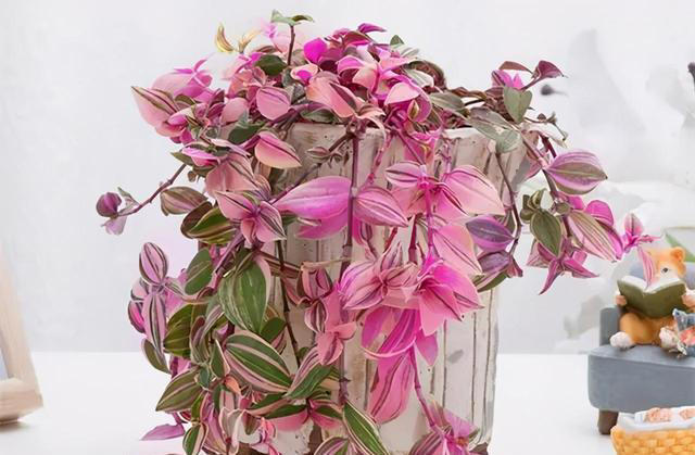 楼房养花，建议大家，选这2种，“花叶”俱美，“耐阴”好养