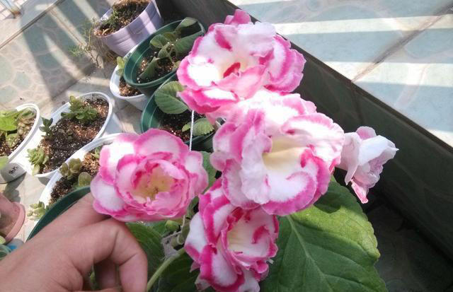 楼房养花，建议大家，选这2种，“花叶”俱美，“耐阴”好养