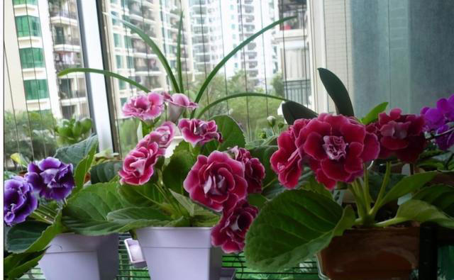 楼房养花，建议大家，选这2种，“花叶”俱美，“耐阴”好养