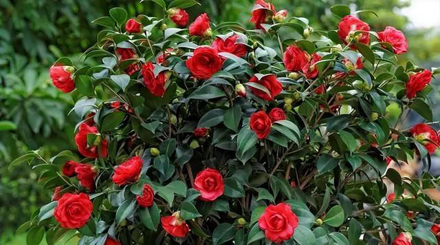 开春养花有3种不能错过，盆栽、地栽都合适，开花多越看越喜欢