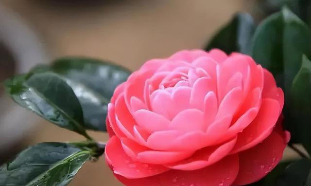 开春养花有3种不能错过，盆栽、地栽都合适，开花多越看越喜欢