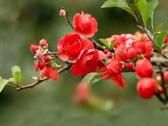 开春养花有3种不能错过，盆栽、地栽都合适，开花多越看越喜欢