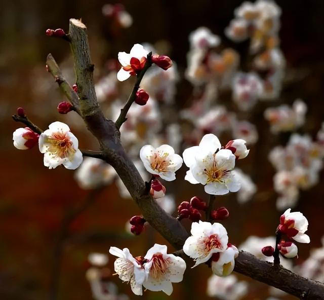 开春养花有3种不能错过，盆栽、地栽都合适，开花多越看越喜欢