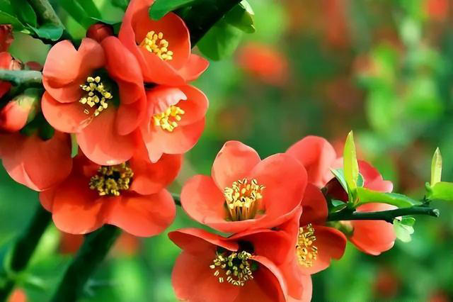 开春养花有3种不能错过，盆栽、地栽都合适，开花多越看越喜欢