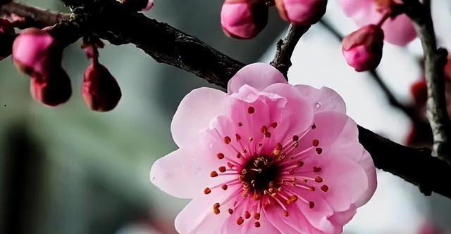 开春养花有3种不能错过，盆栽、地栽都合适，开花多越看越喜欢