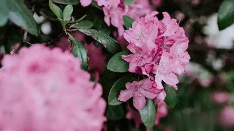 这些花喂点白醋，叶片油绿花色艳，开花一茬接一茬