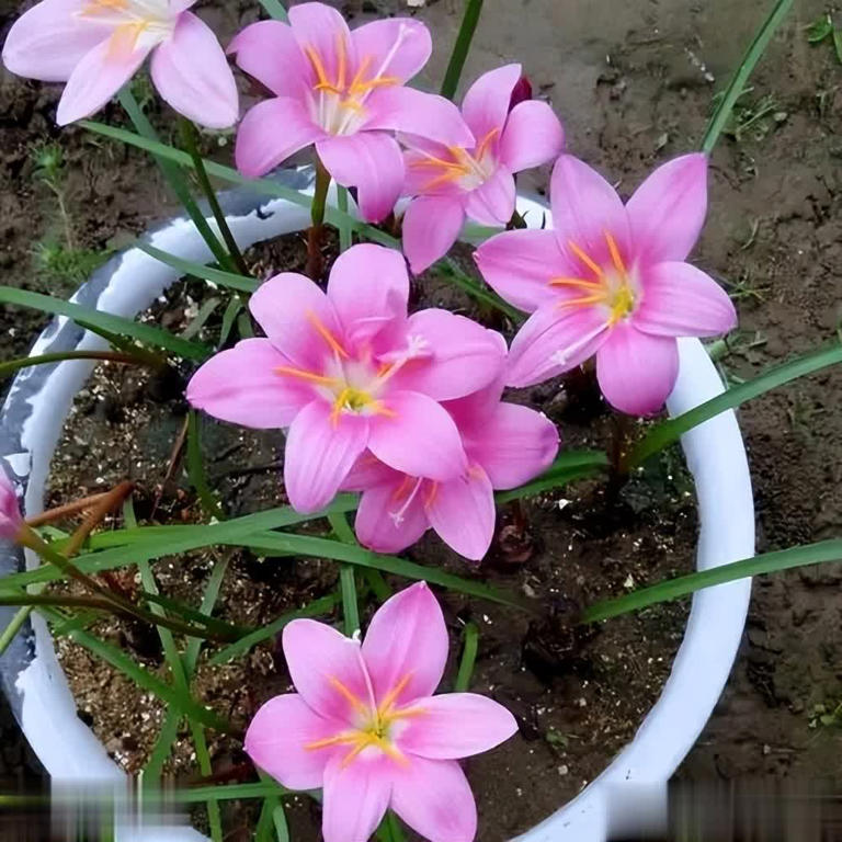 这些花喂点白醋，叶片油绿花色艳，开花一茬接一茬