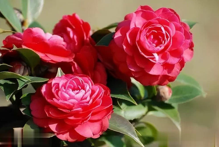 这些花喂点白醋，叶片油绿花色艳，开花一茬接一茬