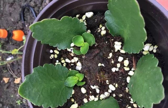 8种花，繁殖不必扦插，摘个叶子就生根，满盆都是芽