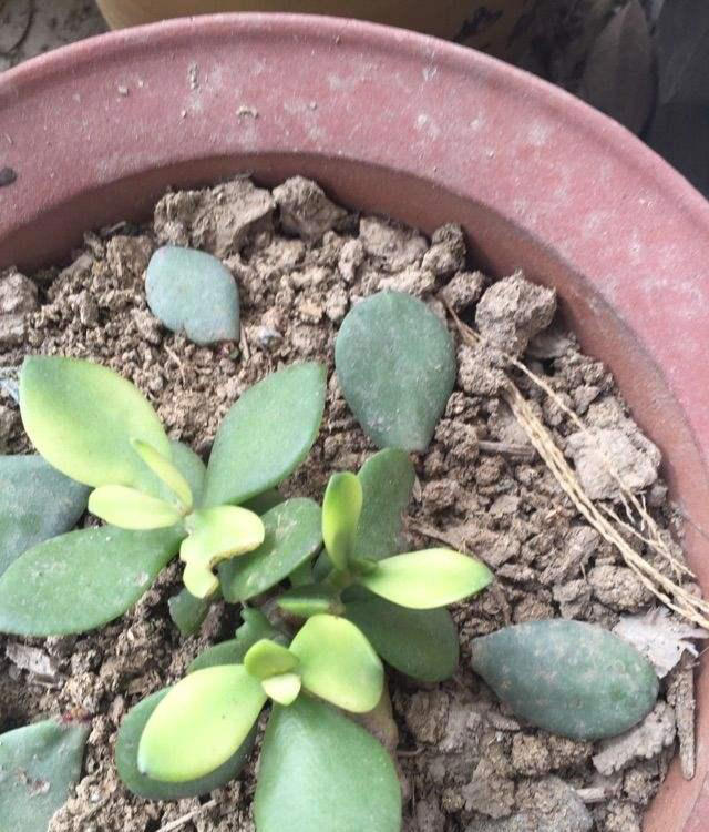 8种花，繁殖不必扦插，摘个叶子就生根，满盆都是芽