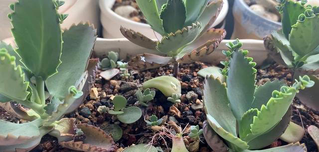 8种花，繁殖不必扦插，摘个叶子就生根，满盆都是芽