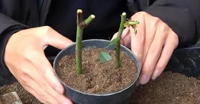 8种花，繁殖不必扦插，摘个叶子就生根，满盆都是芽