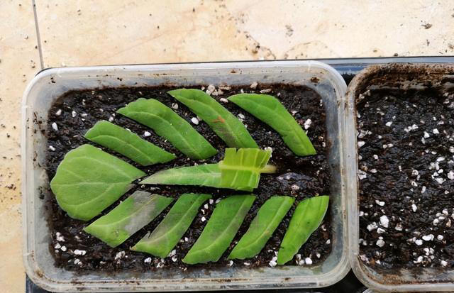 8种花，繁殖不必扦插，摘个叶子就生根，满盆都是芽