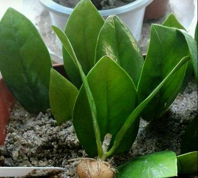 8种花，繁殖不必扦插，摘个叶子就生根，满盆都是芽