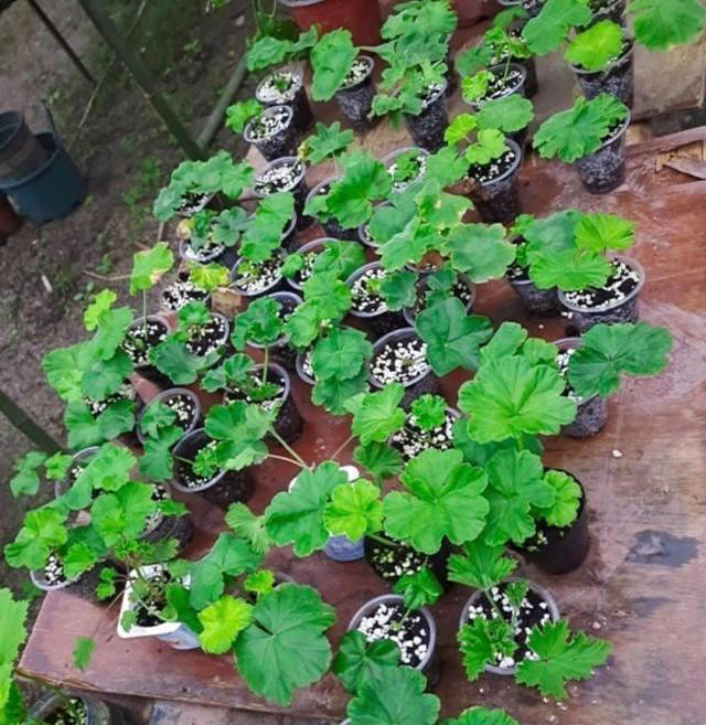 8种花，繁殖不必扦插，摘个叶子就生根，满盆都是芽