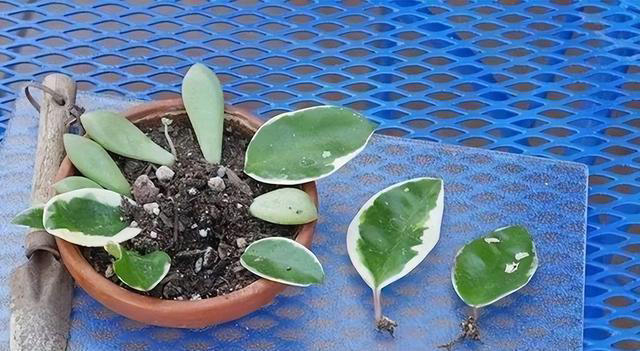 8种花，繁殖不必扦插，摘个叶子就生根，满盆都是芽