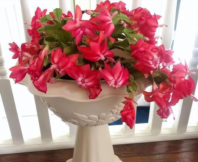 要“穷养”的7种花，花盆越小、花根越健壮，寿命长久，易成老桩