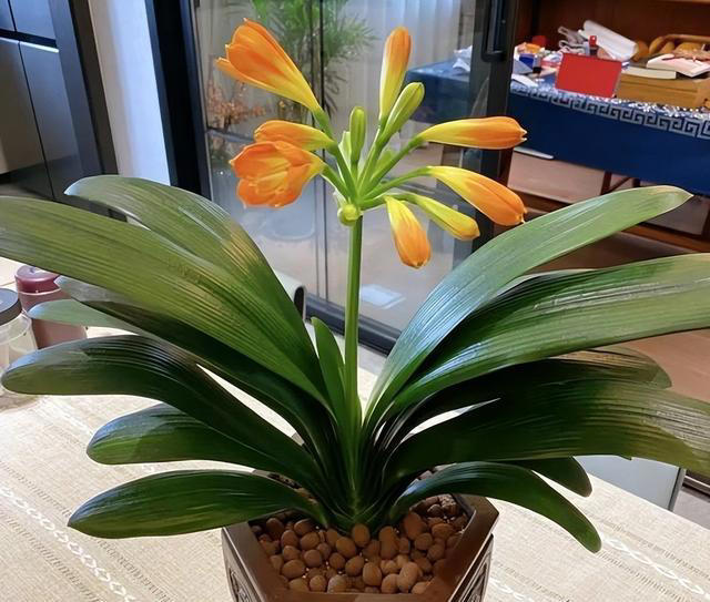 要“穷养”的7种花，花盆越小、花根越健壮，寿命长久，易成老桩