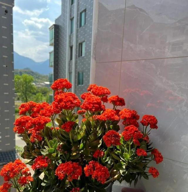 要“穷养”的7种花，花盆越小、花根越健壮，寿命长久，易成老桩