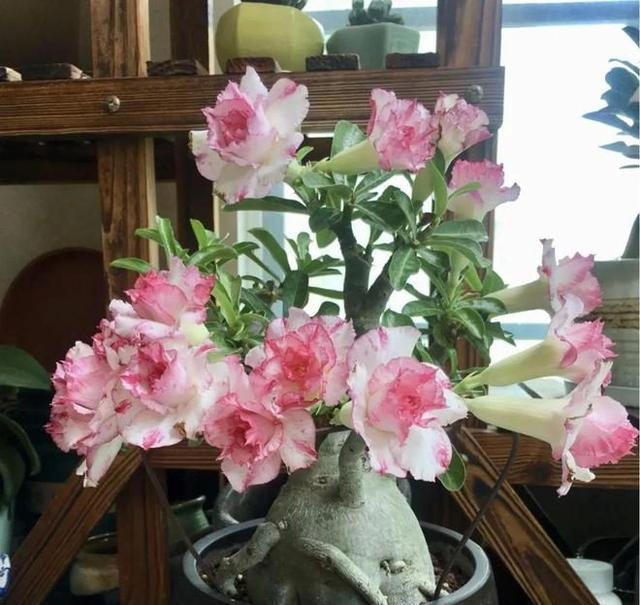 要“穷养”的7种花，花盆越小、花根越健壮，寿命长久，易成老桩