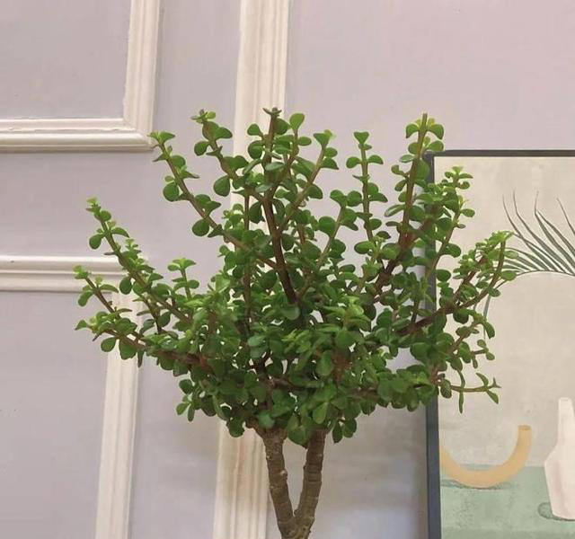 要“穷养”的7种花，花盆越小、花根越健壮，寿命长久，易成老桩