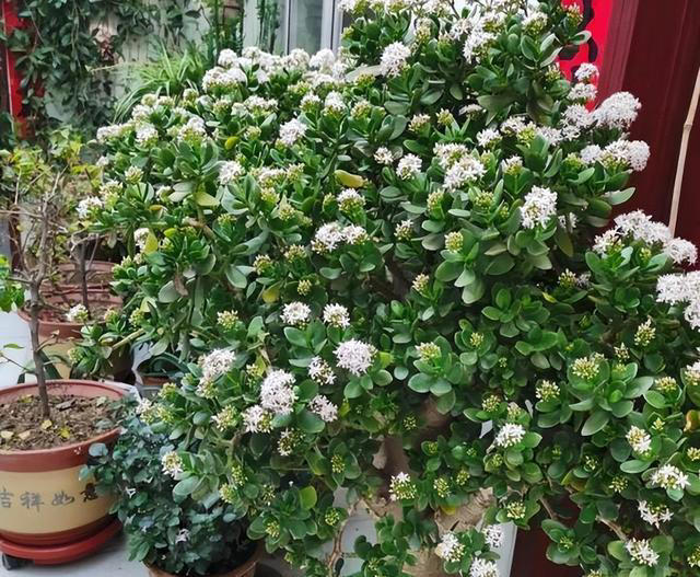 要“穷养”的7种花，花盆越小、花根越健壮，寿命长久，易成老桩