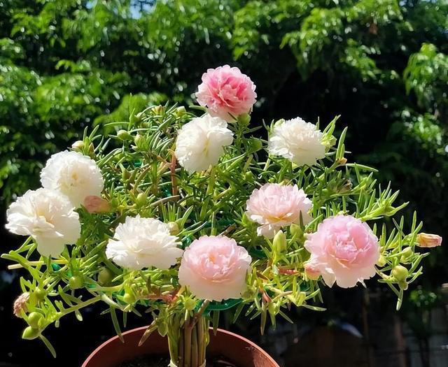 要“穷养”的7种花，花盆越小、花根越健壮，寿命长久，易成老桩