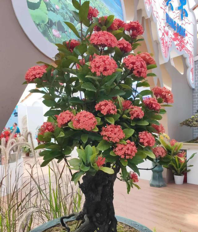 让家里的花养出“高级感”，学会矮化技巧，花卉“高级感”翻倍