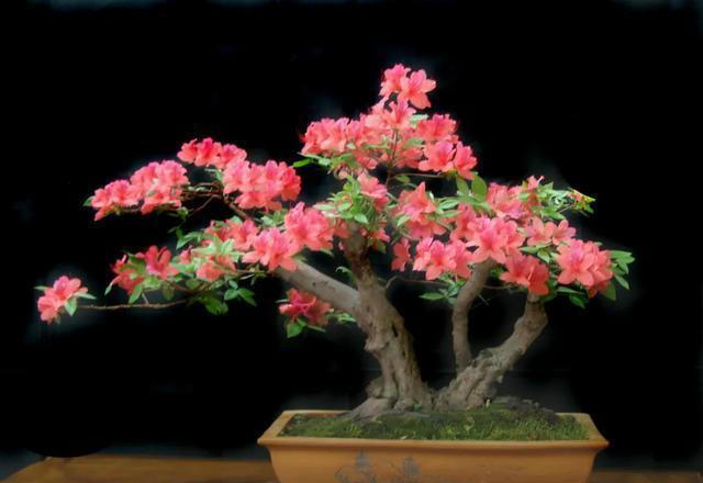 让家里的花养出“高级感”，学会矮化技巧，花卉“高级感”翻倍