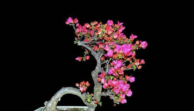 让家里的花养出“高级感”，学会矮化技巧，花卉“高级感”翻倍