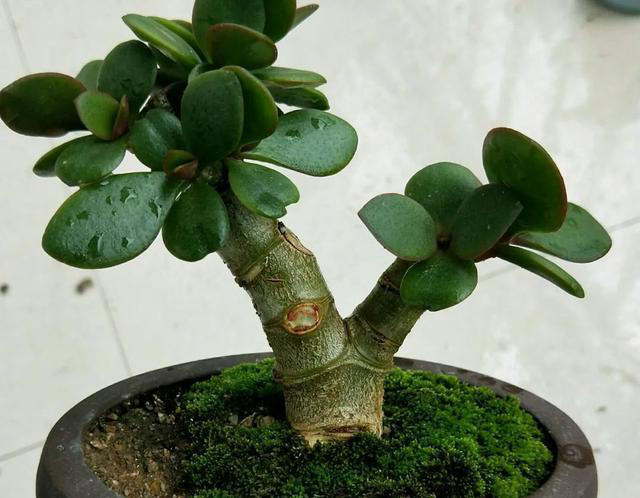 让家里的花养出“高级感”，学会矮化技巧，花卉“高级感”翻倍