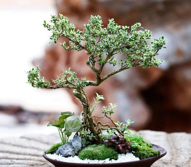 让家里的花养出“高级感”，学会矮化技巧，花卉“高级感”翻倍